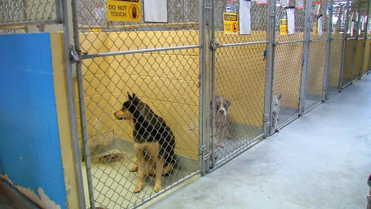 Tulsa Animal Welfare Hopes To 'Clear The Shelter' This Weekend
