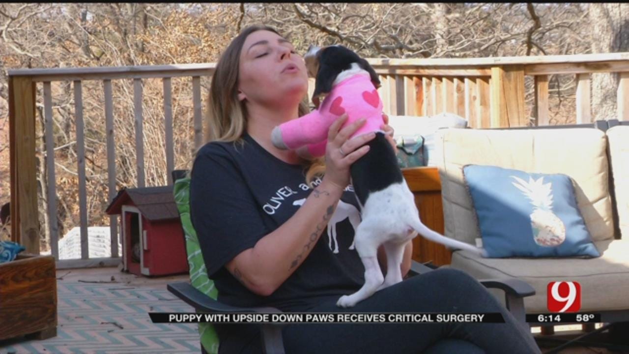 Puppy Born With Rare Condition Recovering After OSU Vet Performs Critical Surgery