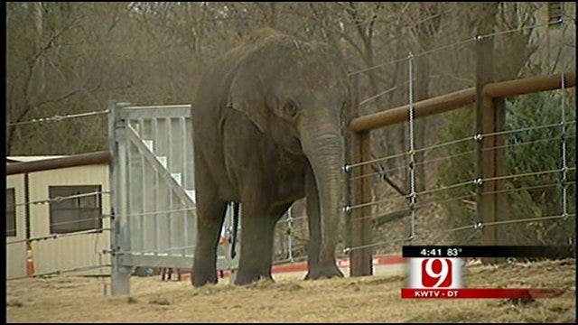 Oklahoma City Zoo On Alert For Asha The Elephant's Big Delivery