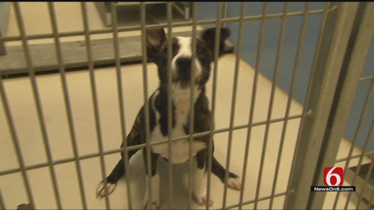 BA Animal Shelter Offers Free Adoptions During Weeklong Event