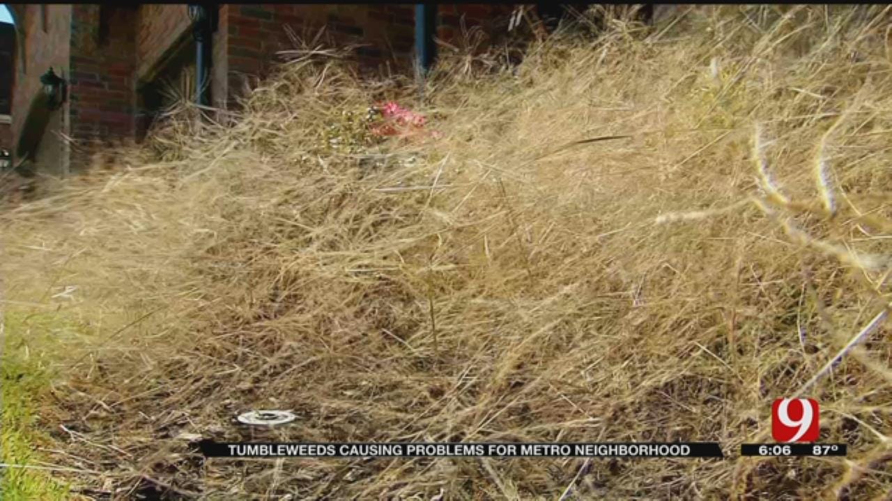 Piles of tumbleweed are plaguing a South Jordan neighborhood