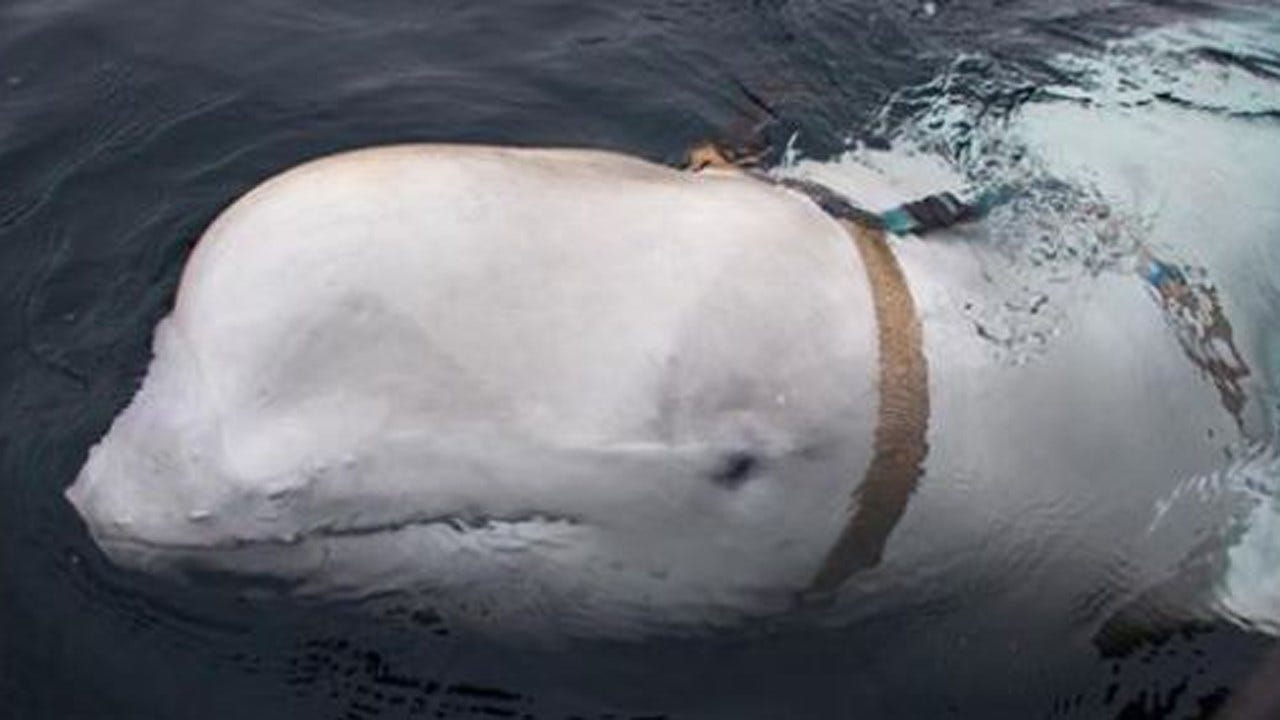 Russian Trained Whales May Be Harassing Norwegian Fishermen
