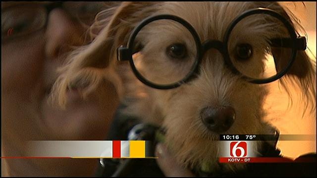 Dozens Of Dogs, Their Owners Take Part In Halloween Costume Contest