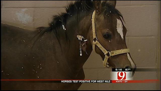 Vaccine Helping Oklahoma Horses Beat West Nile Virus