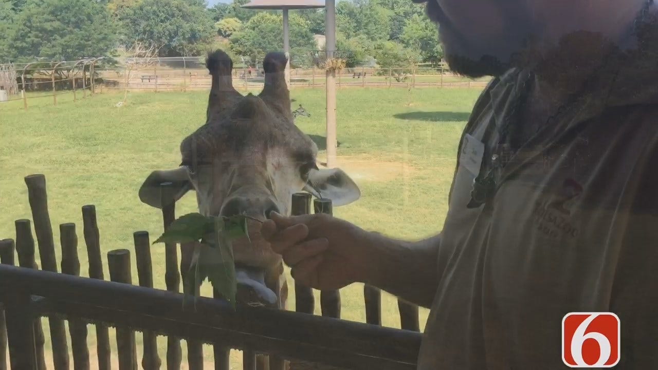 Tulsa Zoo Announces $1M Gift From Osage Casinos For The Giraffe Exhibit