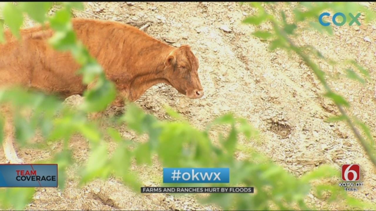 Oklahoma Ranchers Count Cost Of Flooding In Cattle