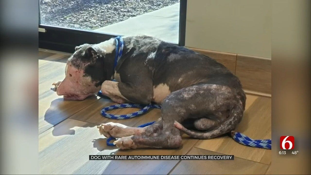 Dog With Rare Autoimmune Disease Continues Recovery