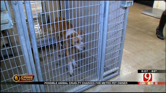 OKC Dog Owner Could Be Charged With Animal Cruelty