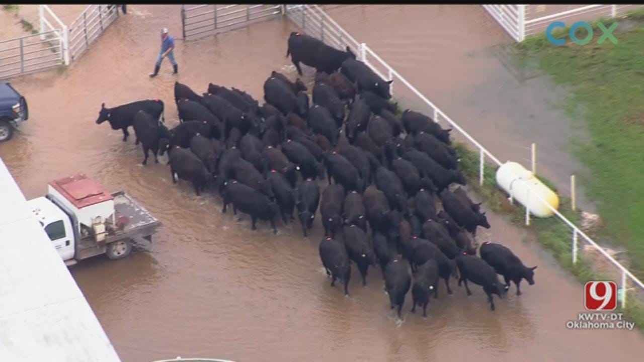 WATCH: Cattle Saved From Flooded Pasture In Canadian County