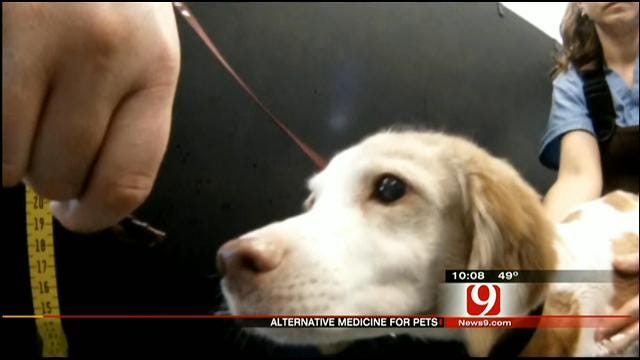 More Oklahoma Pet Owners Turning To Alternative Medicine