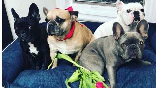 Featured image of post Lady Dogs Are Stolen Dog Walker