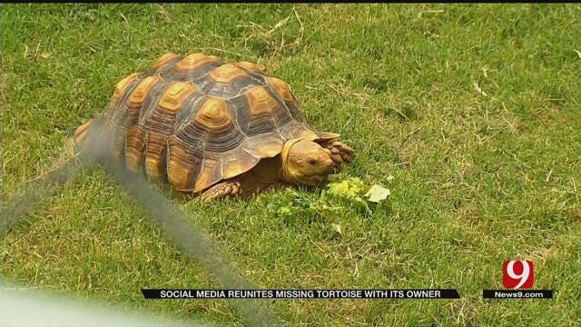 Exotic Tortoise Back Home With Yukon Owner