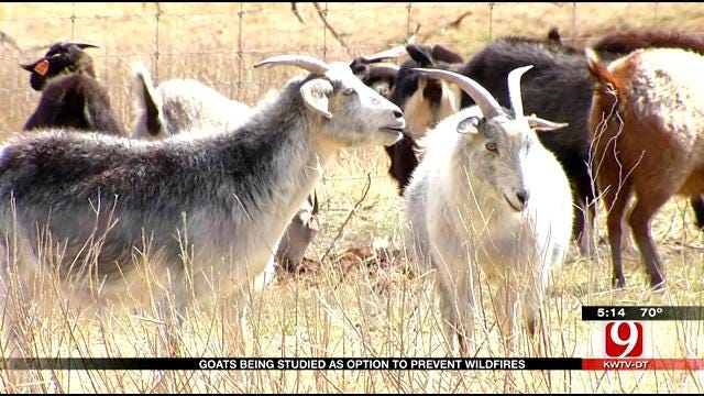 Researchers Study Goats As Option For Controlling Fires