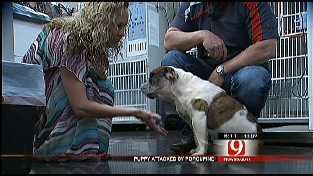 Bella The Bulldog Recovering After Prickly Encounter