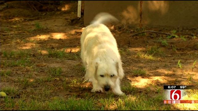 Oklahoma Veterinarian Offering Stem Cell Therapy For Aging Pets