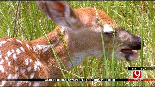 Concerns For Wildlife During Memorial Day Weekend