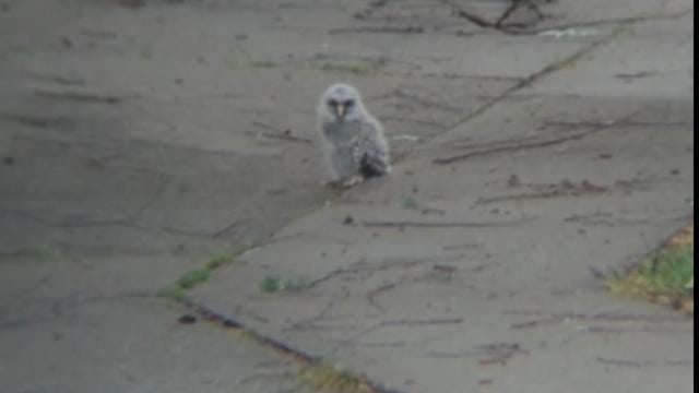 Tulsa Neighbors Rescue Fallen Baby Owl From Driveway