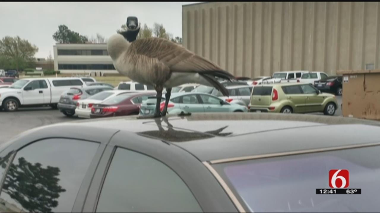 Pair Of Nesting Geese Scaring Some Tulsa Workers
