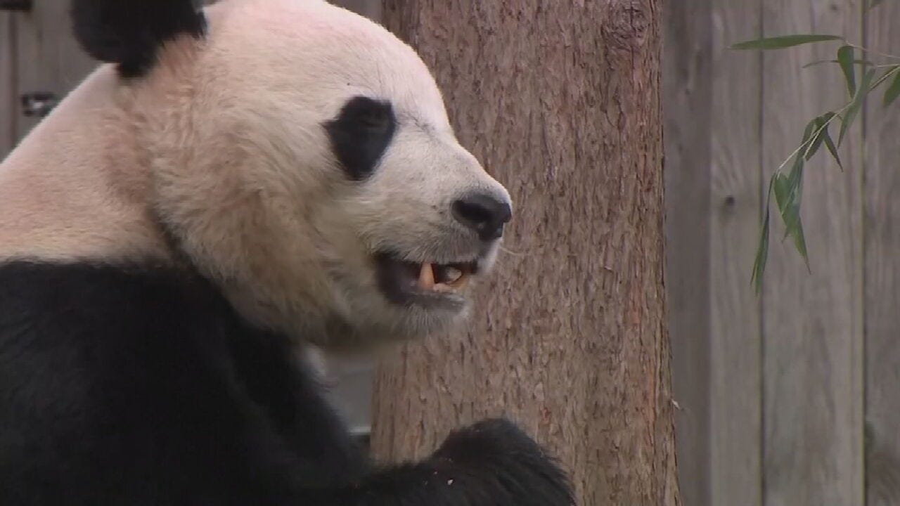 Bei Bei The Giant Panda Leaves Smithsonian's National Zoo