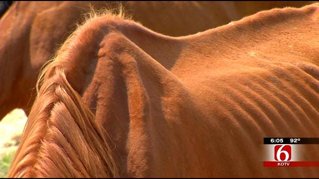 Sheriff's Deputies Say Malnourished Horses, Dogs Seized South Of Bartlesville