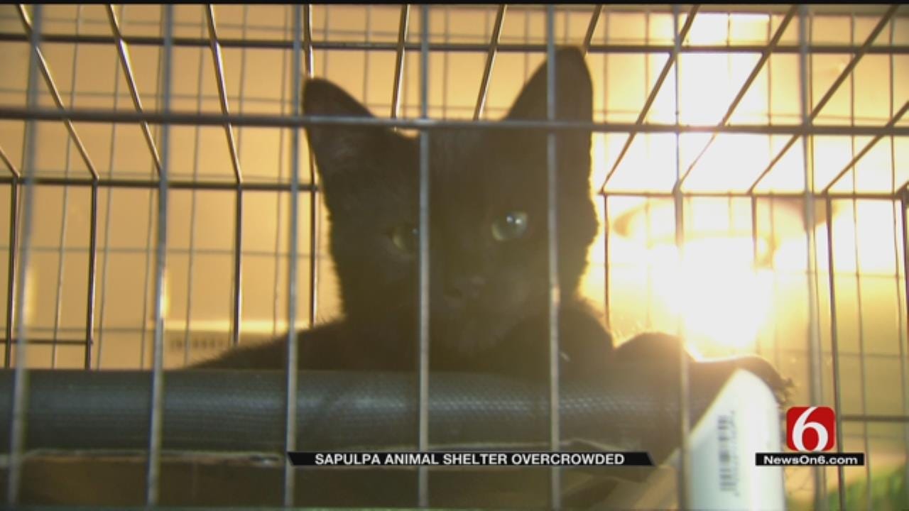 Euthanization May Be Only Option For Overcrowded Sapulpa Animal Shelter
