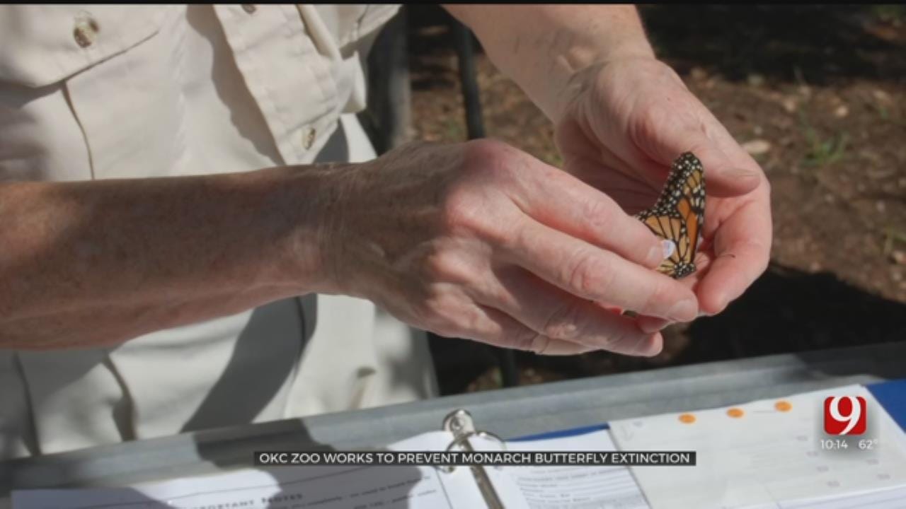 Oklahoma City Zoo Working To Prevent Monarch Butterfly Extinction