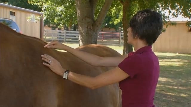 Tulsa Veterinarian Using Acupuncture To Treat Animals Large And Small