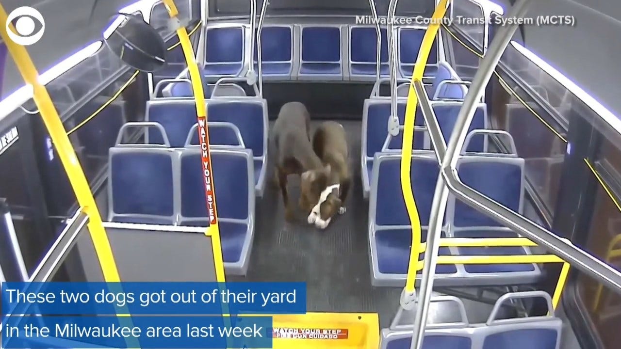 WATCH: Bus Driver Rescues 2 Dogs