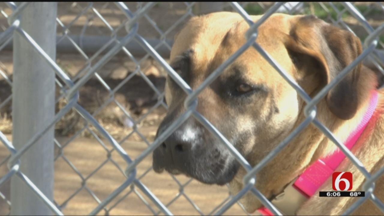 Tulsa Humane Society Rescues 24 Dogs From Overseas Meat Market