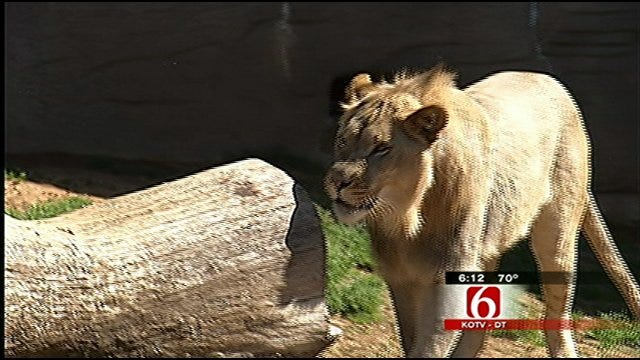 Tulsa Lion Cub's Birthday Party Highlights Plight Of African Lions