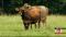 Thieves Target Delaware County Rancher's Cattle