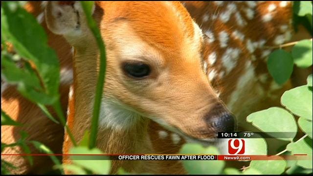 Noble Facility Taking Care Of Hundreds Of Wildlife After Storms