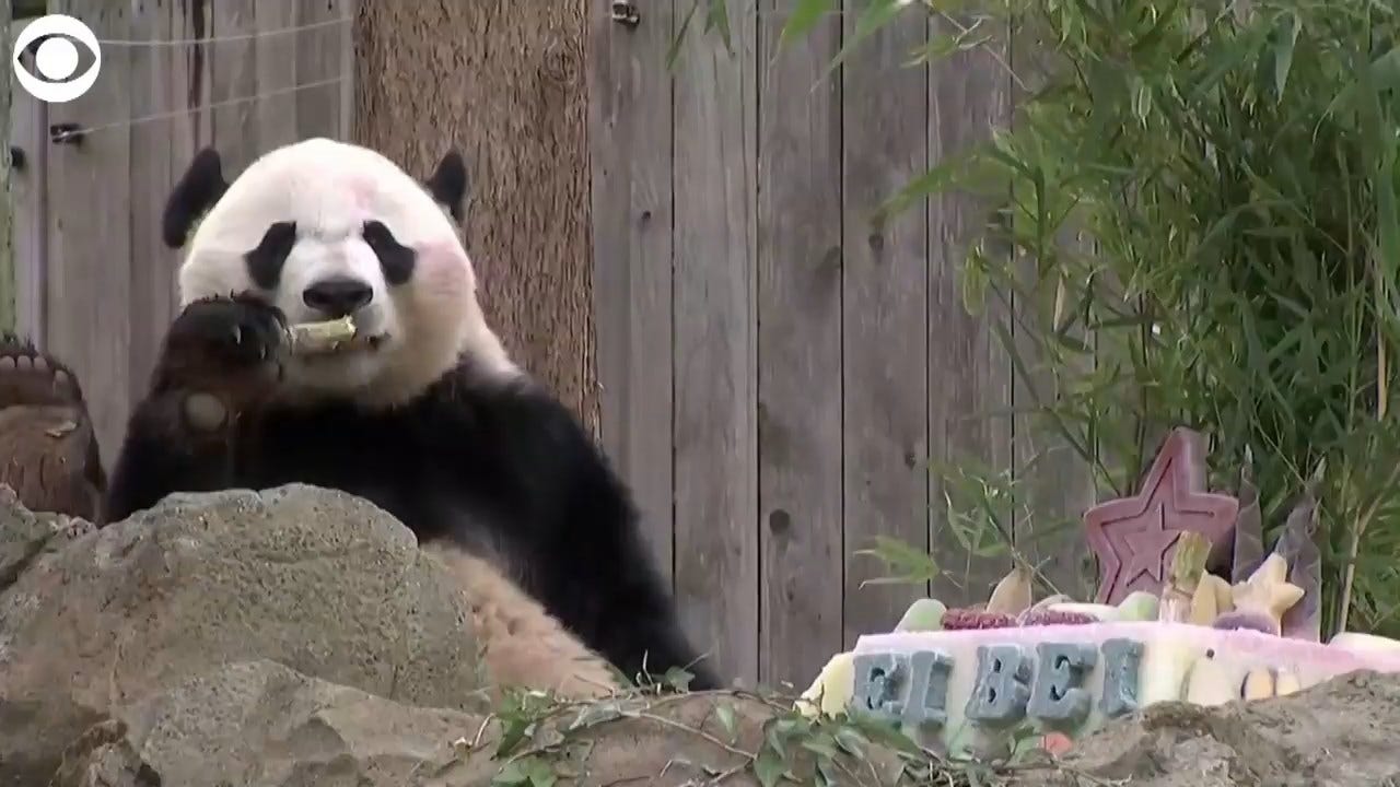 WATCH: Panda Enjoys Treats In DC Before Traveling To China