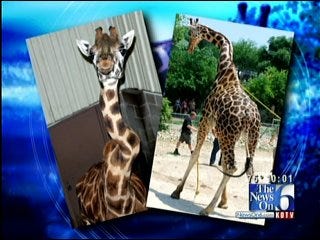 New Twist In Mystery Surrounding Death Of Giraffe At Tulsa Zoo