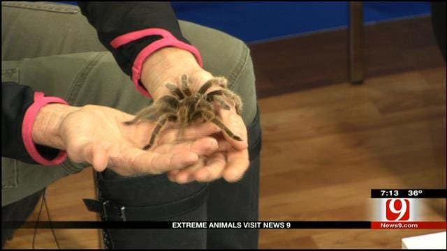 Extreme Animals Visit News 9