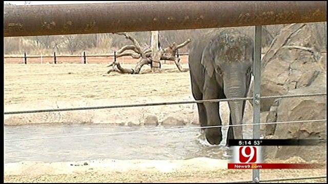Sneak Peak Behind OKC Zoo's New Elephant Exhibit