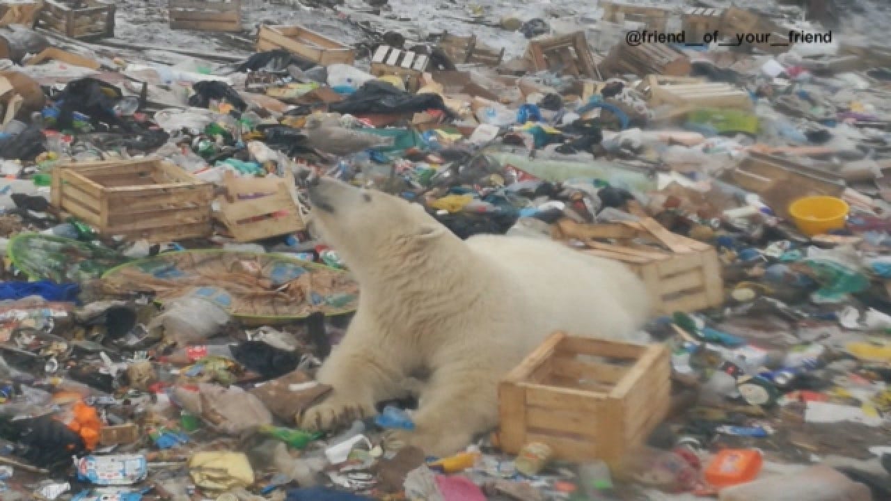 Russian Region Declares Emergency Over Polar Bear 'Invasion'