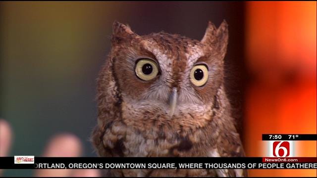 Wild Wednesday: Screech Owl