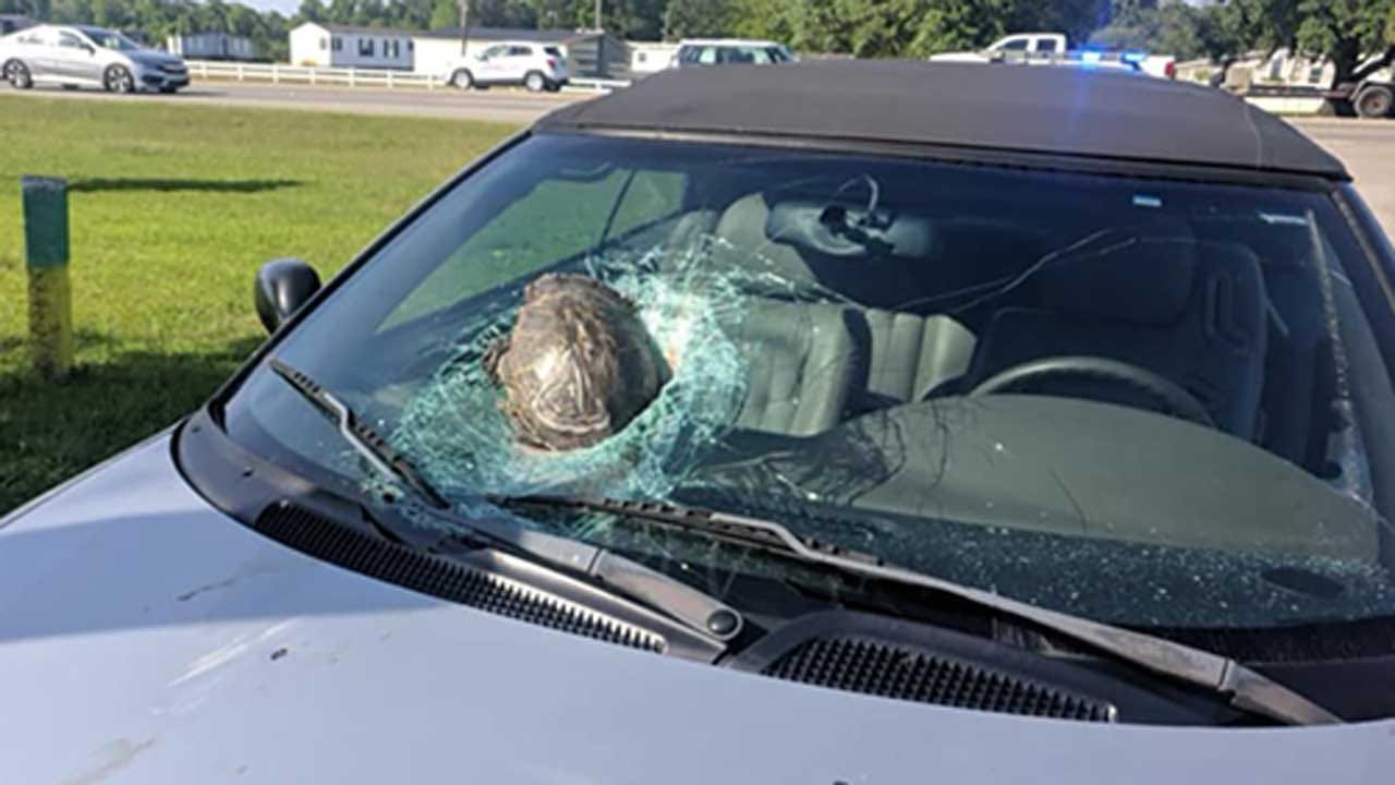 Turtle Smashes Through Car's Windshield On Highway