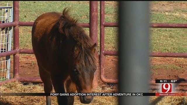 Loose Pony Gains Adoption Interest After Adventure In OKC