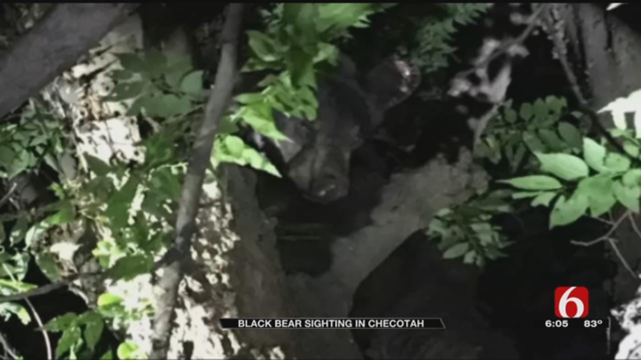 Bear Captured After Climbing Tree In Checotah