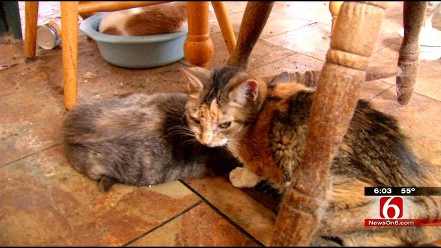 Dozens Of Cats Rescued After Broken Arrow Caretaker Found Dead