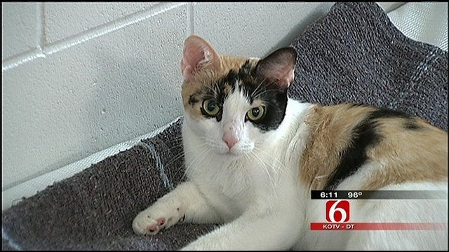 Jailhouse Cat Program Benefits Wagoner County Inmates