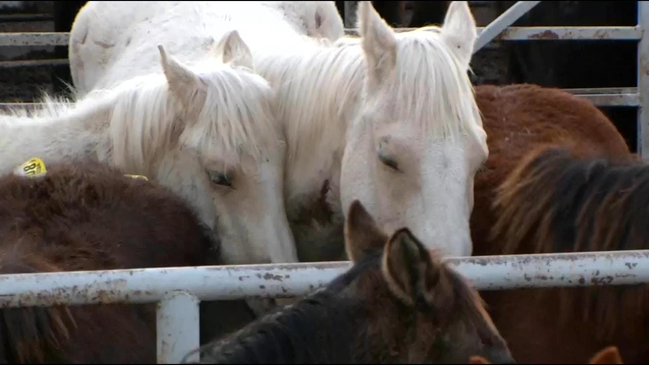 Bidders Show Up Hoping To Save Rescued Muskogee Horses From Slaughter