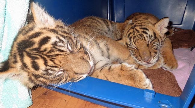 WEB EXTRA: Tulsa Tiger Cub Berani Plays With Brother Dumai