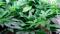 NEW STUDY: Medical Marijuana Does Not Reduce Opioid Deaths