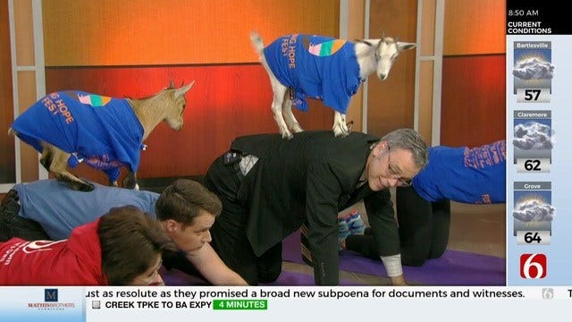 WATCH: The 6 In The Morning Team Tries Goat Yoga