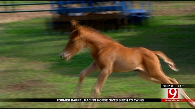 Former Barrel Racing Horse Gives Birth to Twins