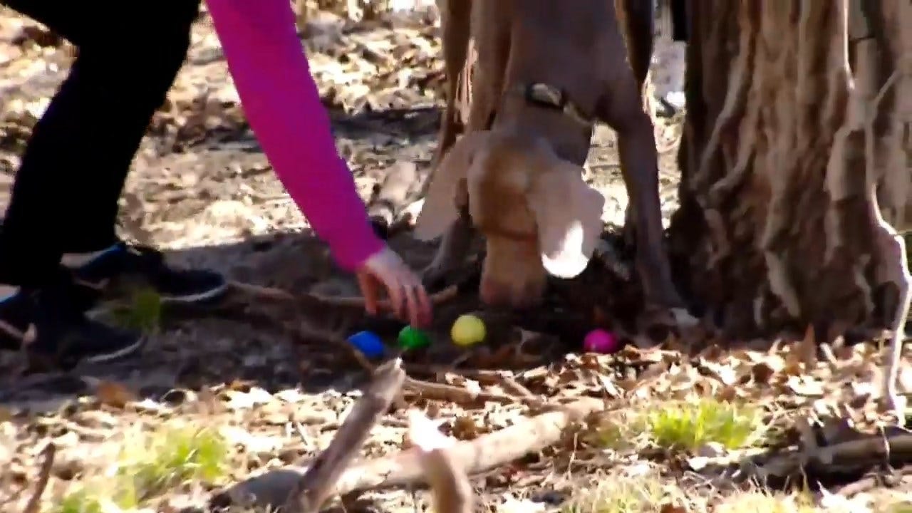 WATCH: Dog Easter Egg Hunt Held In Wisconsin