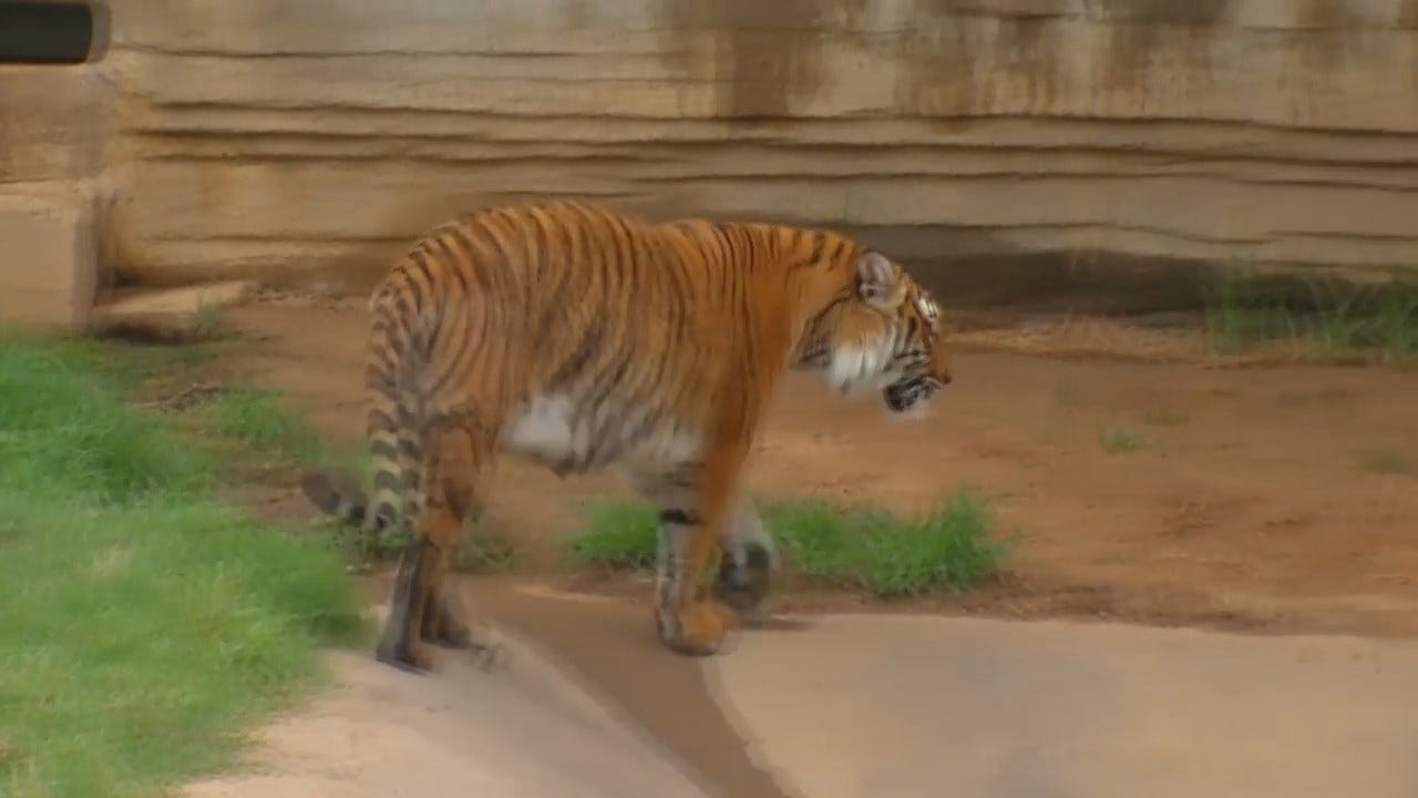 WEB EXTRA: The Tiger Exhibit At The Tulsa Zoo
